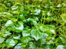 Daun suruhan atau tumpahan air (net) 