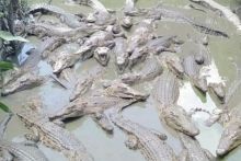 Begini penampakan puluhan buaya yang ditangkar warga di Kaltim. Pengamannya cuma pagar dari kayu dan seng. Foto: int 
