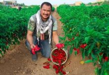 Palestina yang juga disebut Bumi Syam ini banyak tumbuh sayur hingga buah yang subur dan berukuran besar-besar (foto/int)