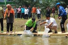 Bupati Kuansing Mursini tabur ikan di Bumdes Desa Sangau (Foto/Zar)
