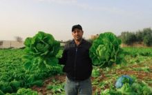 Petani Gaza Palestina panen sayur selada jumbo (foto/int)