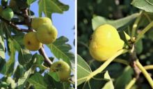 Buah tin atau buah dari surga tumbuh subur di tanah Gaza, Palestina (foto/int)