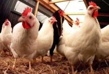 Fosil nenek moyang ayam dan bebek yang berumur 67 juta tahun telah ditemukan (foto/ilustrasi)