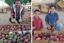 Aktivis kemanusiaan Bang Onim unggaj foto panen mangga khas Gaza, Palestina (foto/int)