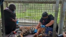 Kaki harimau sumatera yang kena jerat di Pelalawan terancam diamputasi (foto/ist)