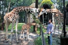 Gubernur DKI Jakarta Anies Baswedan memberikan nama anak jerapah di TM Ragunan (foto/int)