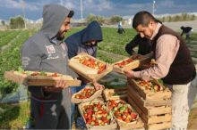 Petani Gaza bergotong royong memanen stroberi (foto/int)