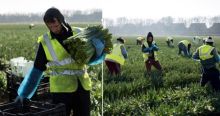 Jutaan Pekerja di Inggris Didesak Menjadi Pemanen Buah dan Sayuran, Ditengah Kekhawatiran Wabah Kelaparan