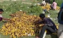 Kisah Tragis Para Buruh Migran yang Mencari Pisang yang Membusuk di Tempat Kremasi Delhi Demi Menyambung Hidup
