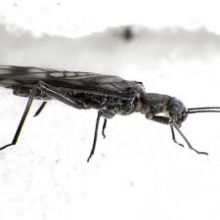 Penelitian Mengklaim Bahwa Populasi Serangga Telah Turun Hingga 25 Persen Dalam 30 Tahun Terakhir Tanpa Sebab yang Jelas, Hal Ini yang Ditakutkan Akan Terjadi Kelak