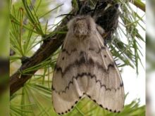 Tak Hanya Lebah Pembunuh, Serangga Ini Juga Menyebabkan Masalah Besar di Negara Bagian Washington 