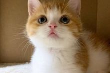 Lagi kucing positif terjangkit virus corona (foto/ilustrasi)