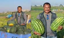 Bang Onim aktivis kemanusiaan menunjukkan semangka jumbo hasil panen di Gaza, Palestina (foto/int)