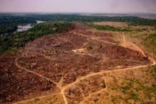 Mengejutkan, Sementara Dunia Berjuang Mengalahkan Covid-19, Hutan Hujan Amazon Seluas 1,200 Kilometer Hilang Dari Muka Bumi