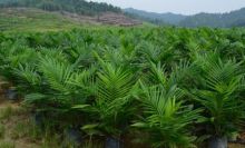 ilustrasi bibit sawit