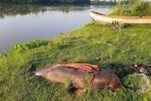 Ditengah Penguncian, Lumba-lumba yang Terancam Punah di Bangladesh Diburu Karena Hal Ini...