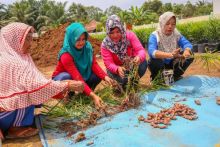  Rita Ayuwandari bersama anggota Kelompok Wanita Tani Mekar Wangi membudidayakan jahe merah dengan bantuan program Desa Makmur Peduli Api (DMPA) binaan PT Wirakarya Sakti, salah satu anak perusahaan APP Sinar Mas.