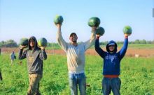 Diblokade Israel Sejak 2007, Senyuman Petani Gaza Palestina Panen Semangka (foto/int)