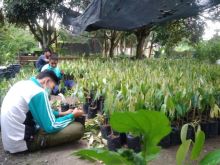 Kelompok Tani Binaan RAPP Diakui Produksi Buah Bersertifikat (foto/ist)