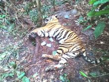 Harimau mati di kawasan konsesi RAPP