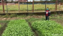 Liga 1 Stop Akibat Pandemi Covid-19, Stadion Kandang Klub Indonesia Ini Ditanami Kangkung (foto/int)