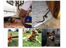 Chiko dengan berani melawan ular meski harus meregang nyawa