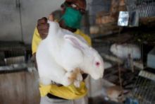 Peternak kelinci di Kuba