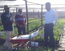 Kadis Pertanian Bengkalis dan rombongan meninjau bibit sawit