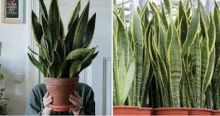 Peneliti Asal Malaysia Ungkap Bahayanya Menanam Tanaman Lidah Jin Di Dalam Rumah, Dapat Sebabkan Ancaman Kesehatan yang Serius