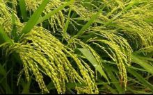 Tingkatan Produksi Padi, Distan Kuansing Akan Salurkan Benih dan Pupuk Untuk Musim Tanam 2020 (foto/int)