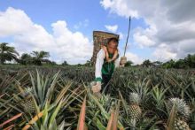 Program OVOC Jadi Andalan Hadapi Pandemi, Produksi Nanas Penyengat Siak Terus Meningkat (foto/ist)
