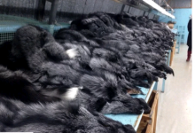 Ribuan Cerpelai Dibunuh Secara Brutal Untuk Ekstensi Bulu Mata dan Pembuatan Mantel Bulu