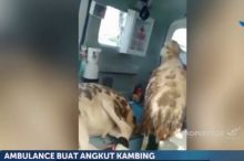 AMbulance angkut kambing