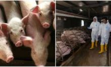 Meski Pandemi Virus Corona Belum Berakhir, Virus Flu Babi Diprediksi Akan Kembali Mengguncang Dunia