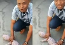 Tokek Harga Fantastis Rp1 Triliun Bikin Heboh, Netizen: Mending Beli Rumah Mewah (foto/int)