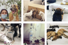 Berusaha Menyelamatkan Anjing, Wanita Ini Dipukuli Secara Mengerikan di Delhi