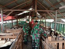 Jelang Idul Adha, Babinsa Koramil 06/SH Pantau Harga Hewan Qurban