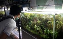 Orang Pekanbaru Mulai Minati Aquascape di Saat Pandemi Covod-19 (foto/riki)