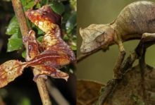 Tokek Setan Ekor Daun Ahli Penyamaran, Terancam Perdagangan Satwa Liar (foto/int)