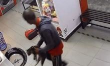 Nekat Membunuh 3 Kucing Dengan Cara Tragis Dalam Mesin Cuci, Pria Malaysia Ditangkap 