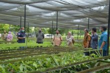 Sekitar 50 ribu bibit tanaman kehutanan dan tanaman produktif siap ditanam di areal kampus Unilak 