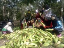 Dukung Ketahanan Pangan, Personil Koramil 01/Bkn Panen Jagung Bersama Mahasiswa dan Masyarakat
