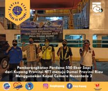 Pelepasan pengiriman sapi dari NTT untuk Riau