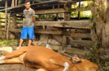 Jelang Idul Adha, Banyak Sapi di Rohul Mati Mendadak, Ternyata Positif Terjangkit Virus Jembrana (foto/int(,