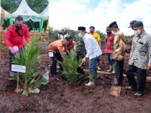 Penanaman perdana PSR di Bengkalis