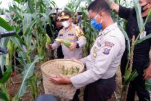 Foto. Amri/Riau24Group