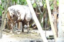 Sapi kurban yang dibeli Presiden Jokowi tiba-tiba mengamuk dan membuat warga kerepotan. Foto: int 