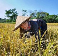 Luna Maya Jadi Petani, Netizen: Bidadari Turun Jadi Sri Dewi (foto/int)