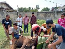 Snggota DPR RI Effendi Sianipar Saksikan Pemotongan Hewan Kurban di Masjid Luhur Miftahul Huda