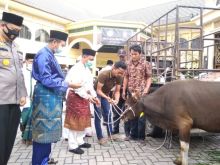 Pemko Pekanbaru akan menyembelih 43 hewan kurban di masa pandemi corona saat ini. Salah satu hewan kurban itu diserahkan ke pengurus Masjid Agung Paripurna Ar Rahman usai salat Idul Adha, Jumat (31/7/2020).  Wali Kota Pekanbaru Firdaus usai penyerahan hewan kurban ke pengurus Masjid Agung Paripurna 